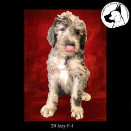 Assorted Doodle Crosses Puppies from Oodles of Kisses' Great DaNoodles