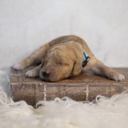 Blue collar - Red  male Goldendoodle puppy in Seffner, Florida from Gold Diamond Pup