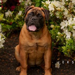 Jersey - Bullmastiff