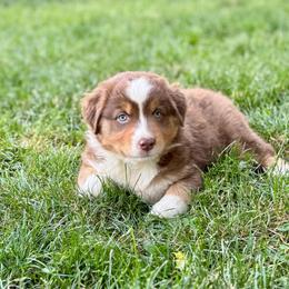 Rachael - Red tri-color female Australian Shepherd puppy in Ephrata, Pennsylvania from Weavers Indian Run Aussies