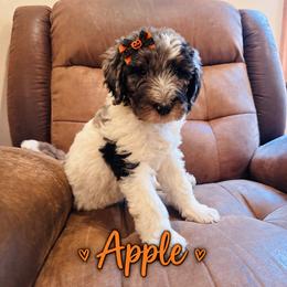 Apple - Merle female Bernedoodle puppy in Julian, Pennsylvania from Happy Valley Doodles