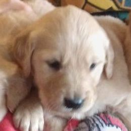 Golden Retrievers and Yorkshire Terriers from SanJenns Goldens