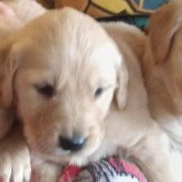 Golden Retrievers and Yorkshire Terriers from SanJenns Goldens