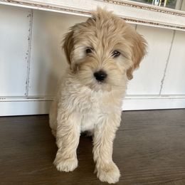Tessa - Goldendoodle