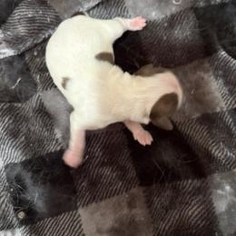 Boy 2 - Liver and white male Shih Tzu puppy in Springfield, Missouri from Lopez Family Tails