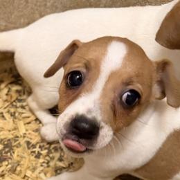 W Girl 1 - Brown and white female Jack Russell Terrier puppy in Maysville, Oklahoma from MO’s Jack Russells