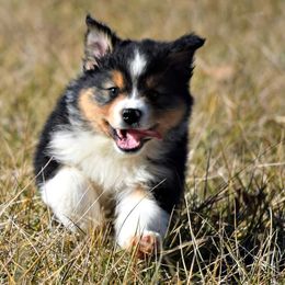 Australian Shepherd Puppies from Danell Australian Shepherd