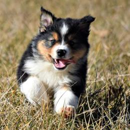 Australian Shepherd Puppies from Danell Australian Shepherd