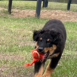 Gouda - Black tri-color male Australian Shepherd puppy in Oak Hill, Florida from Swingin T Ranch LLC
