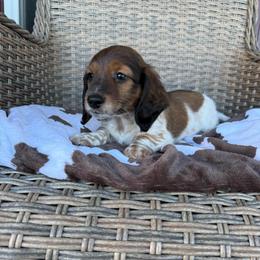 Boy 2 LIMITED AKC - Piebald male Dachshund puppy in Aurora, Missouri from Baker Farms