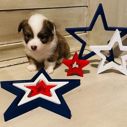 Benz - Blue male Pembroke Welsh Corgi puppy in Cashion, Oklahoma from Shabby Chic Corgis