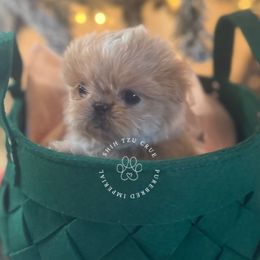 Boba - Cream and white female Shih Tzu puppy in Tehachapi, California from Shih Tzu Crue
