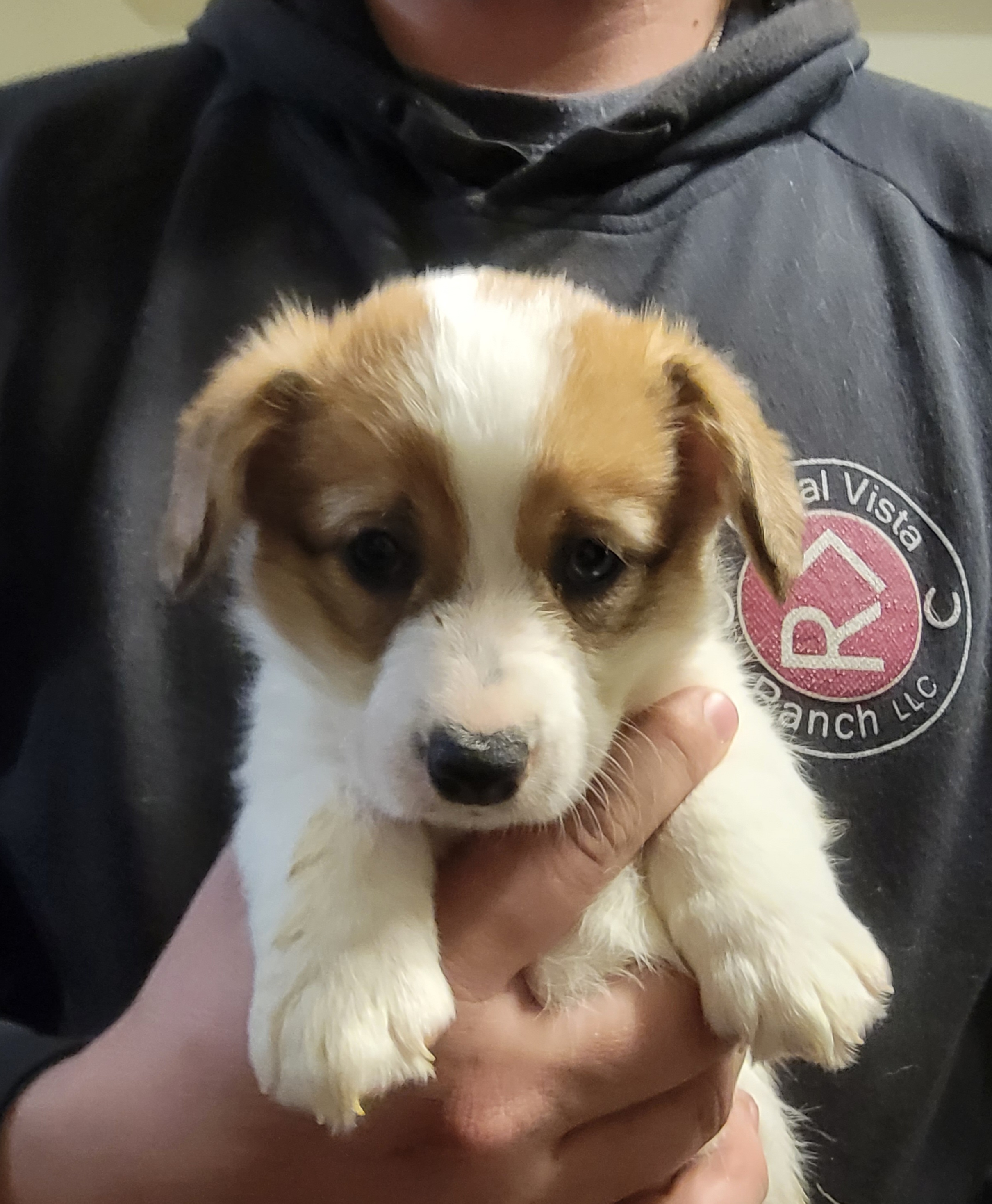 Girl purple collar - Red Pembroke Welsh Corgi puppy in Lexington, Oklahoma from Butte Bottom Corgis