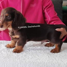 Neuffen - AKC 2,300 - Chocolate and tan male Dachshund puppy in Valdosta, Georgia from Flangel Dachshunds