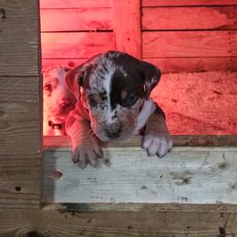 Catahoula Leopard Dog and Pembroke Welsh Corgi Puppies from Peach Tree/Shoreline Catahoulas & Corgis