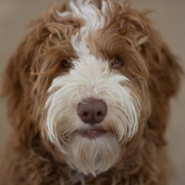 Mabel - Australian Labradoodle