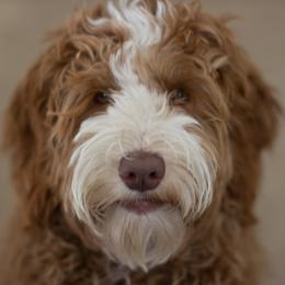 Mabel - Australian Labradoodle