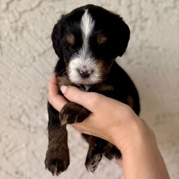 Two - Tri-color male Bernedoodle puppy in Phoenix, Arizona from Doodles of the Desert
