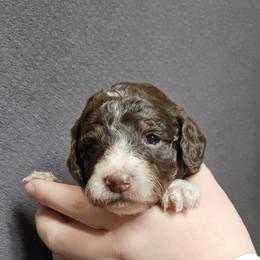 Girl 1 - female Poodle puppy in Spanish Fork, Utah from Mountain Vista Pups LLC