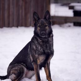 Roulette - German Shepherd