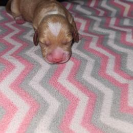 Boy 3 - Piebald male Dachshund puppy in Hot Springs, South Dakota from Ruhoff's Dachshunds