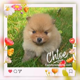 Chloe - Orange female Pomeranian puppy in Eatonville, Washington from Foxy Forest Poms