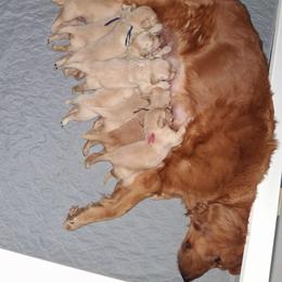 Golden Retriever Puppies from Ashrose Kennels