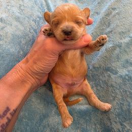 The Kid - Red male Cavapoo puppy in Gresham, Oregon from Paisley Cavapoos