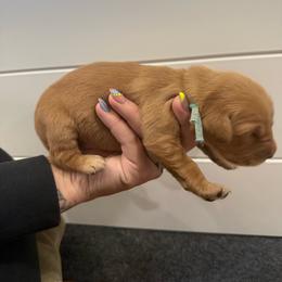 Barnaby-Teal - Dark golden male Golden Retriever puppy in Cedar City, Utah from RuTess Goldens