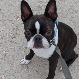 Boston Terrier Puppies from Big Sky Bostons
