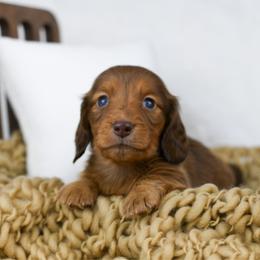 Spud - Red male Dachshund puppy in Fredonia, Arizona from Kaibab Dachshunds