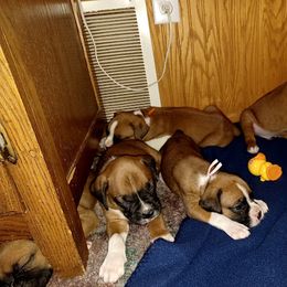 Boxer and Goldendoodle Puppies from PuppyLove