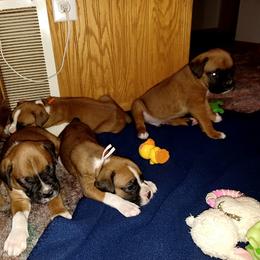 Boxer and Goldendoodle Puppies from PuppyLove