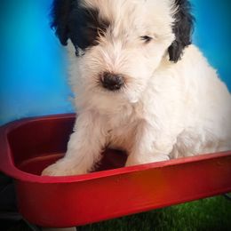 Bernedoodle and Sheepadoodle Puppies from Doodlebuds