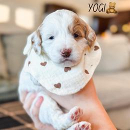Yogi - Parti female Goldendoodle puppy in New Harmony, Indiana from Cottonwood Farms