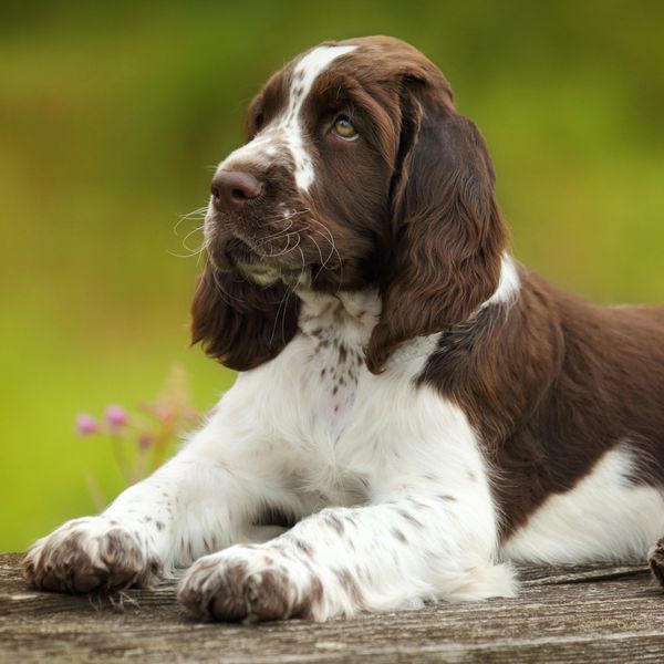 English Springer Spaniel