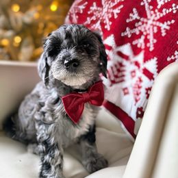 Malcom - Merle male Goldendoodle puppy in Pine Grove, California from Lundee Doodles