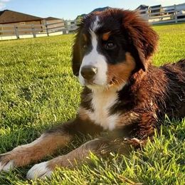 Bernese Mountain Dogs and Leonbergers from Echo River