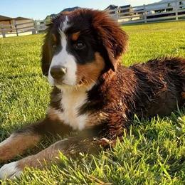 Bernese Mountain Dogs and Leonbergers from Echo River