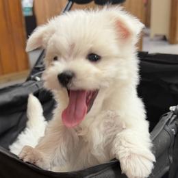 Maltese puppies from Ayres to Heirs Puppy Co.