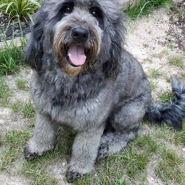 Lilo Whalen - Goldendoodle