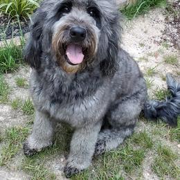 Lilo Whalen - Goldendoodle