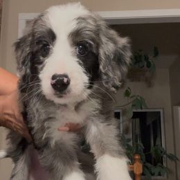 Boy 2 - Merle male Bernedoodle puppy in Foristell, Missouri from A MAYSING Bernedoodles