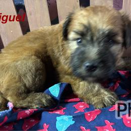 Miguel - Wheaten male Soft Coated Wheaten Terrier puppy in Gladewater, Texas from Felicias Swheaties