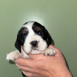 Daisy - Black white and tan female English Springer Spaniel puppy in Williston, Florida from Parks Paradise Springers