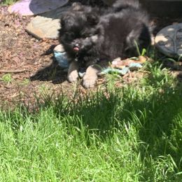 Pomeranian Puppies from Kristin Alsup