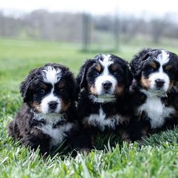 Bernese Mountain Dogs from Epona Bernese Mountain Dogs
