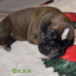 Bear - Fawn male Boxer puppy in Cicero, New York from MK Boxer Haven of CNY