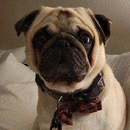 Pugs from Big Country Pugs