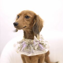 Frisbee - Dachshund